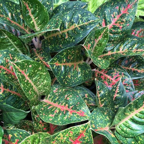 Aglaonema MAHA SEDTHEE GREEN