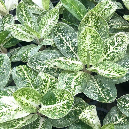 Aglaonema MILKY WAY