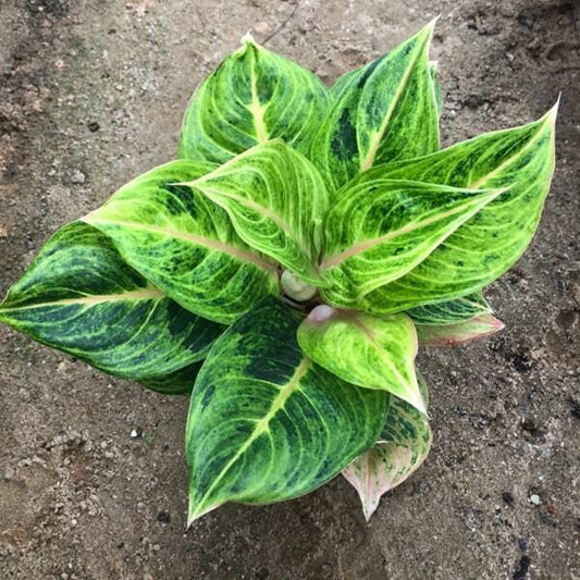Aglaonema DOUNG PA RUAY