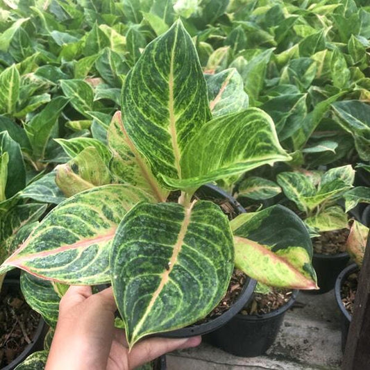 Aglaonema DOUNG PA RUAY DARK GREEN