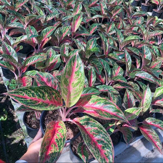 Aglaonema MONGKOL SIAM