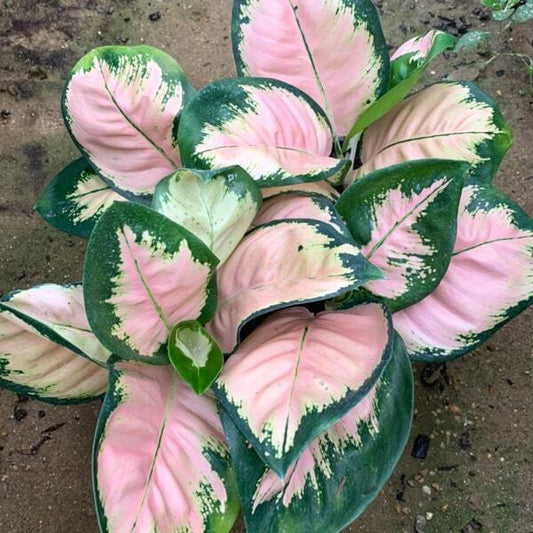 Aglaonema NEON