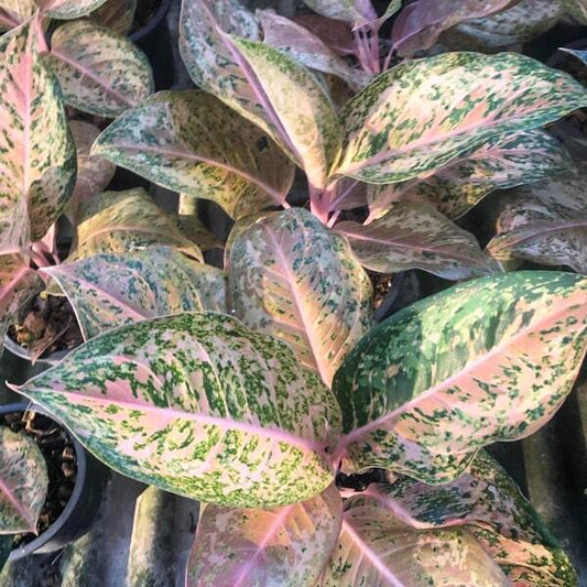 Aglaonema ORANGE GOLDSTAR
