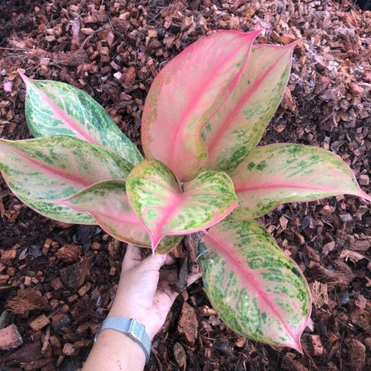 Aglaonema ORANGE LOOK BAY