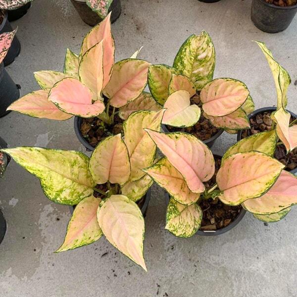 Aglaonema PINK BARBIE
