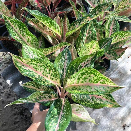Aglaonema PHET SOMBAT PINK
