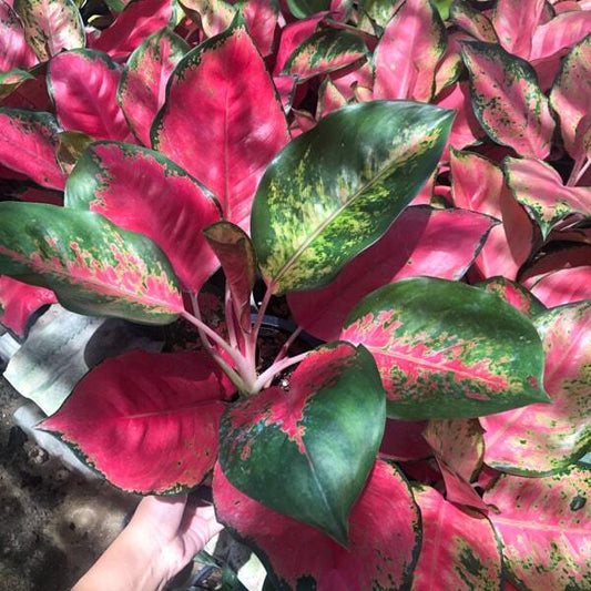 Aglaonema PINK CHANG