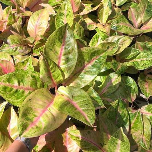 Aglaonema PINK GOLD