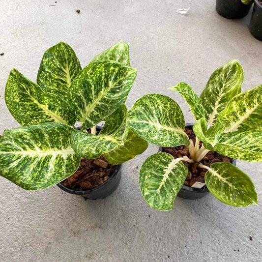 Aglaonema PRAMING MONGKOL