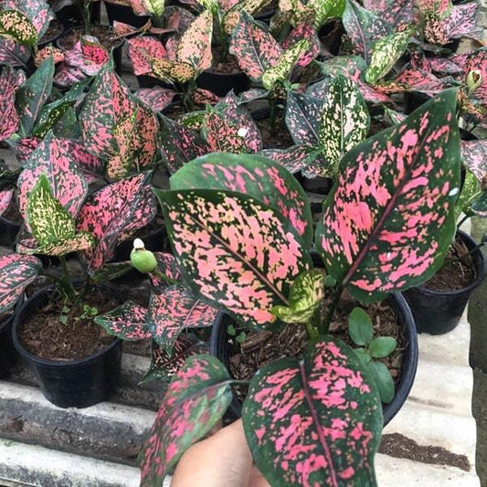 Aglaonema PINK GOLDSTAR