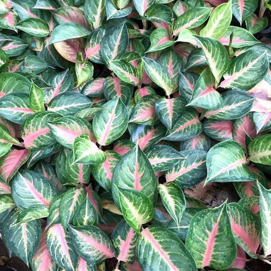Aglaonema PINK LOOK BAY