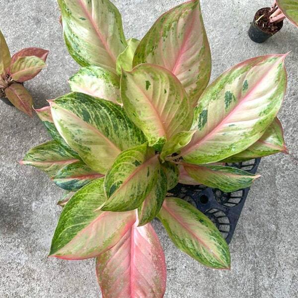 Aglaonema PINK MIRACLE
