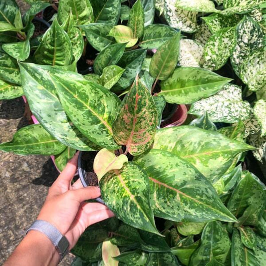 Aglaonema PRAGAI PHET GREEN