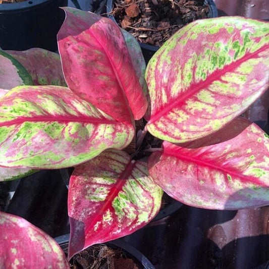 Aglaonema RAINBOW DIAMOND
