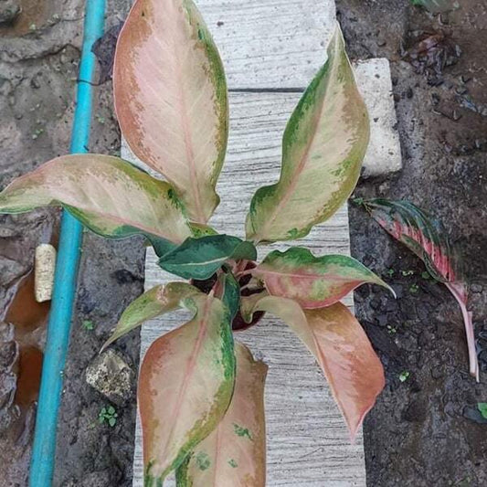 Aglaonema RATTANAKOSIN