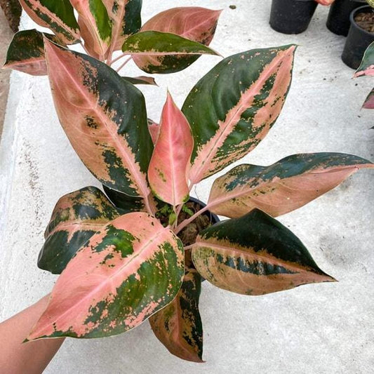 Aglaonema RICH PATH (SEN TANG RUAY)