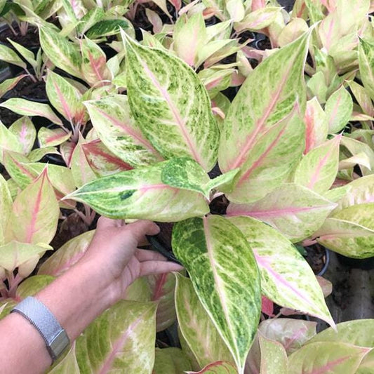 Aglaonema SAILORMOON