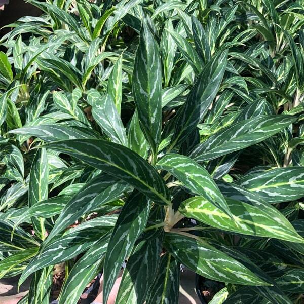 Aglaonema SEDTHEE RUANG THONG