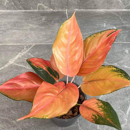 Aglaonema SEPIA
