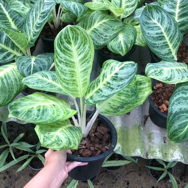 Aglaonema SEDTHEE ANGTHONG