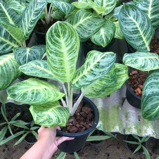 Aglaonema SEDTHEE ANGTHONG