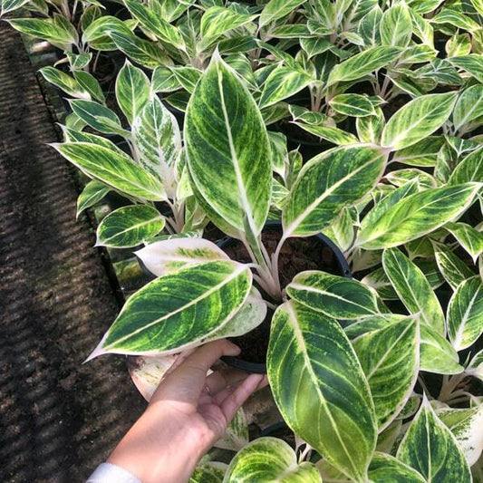 Aglaonema SIAM GOLD (GOLD AURORA)
