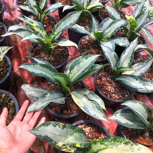 Aglaonema SUWANNAPHUM