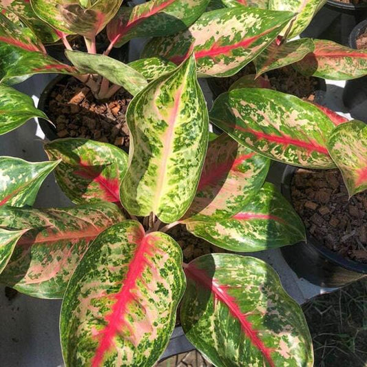 Aglaonema SUNLIGHT