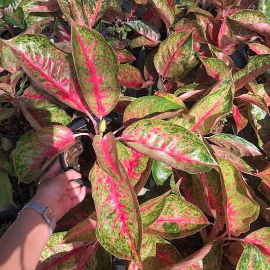 Aglaonema SUNSHINE