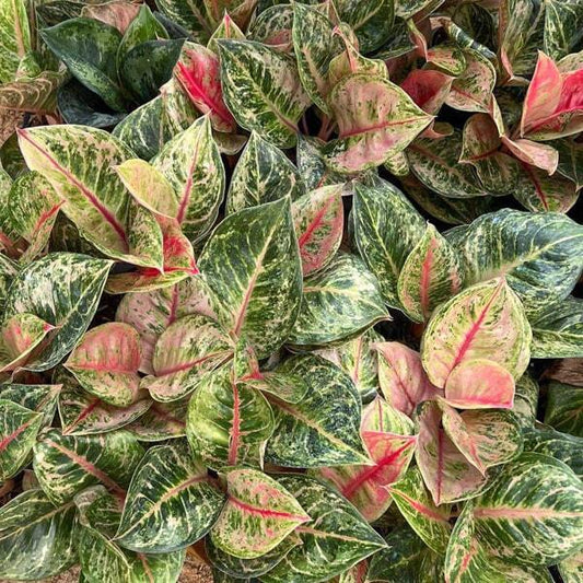 Aglaonema SUSAN TRICOLOR