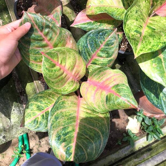 Aglaonema SUSAN