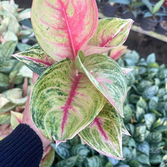 Aglaonema SIAM DIAMOND