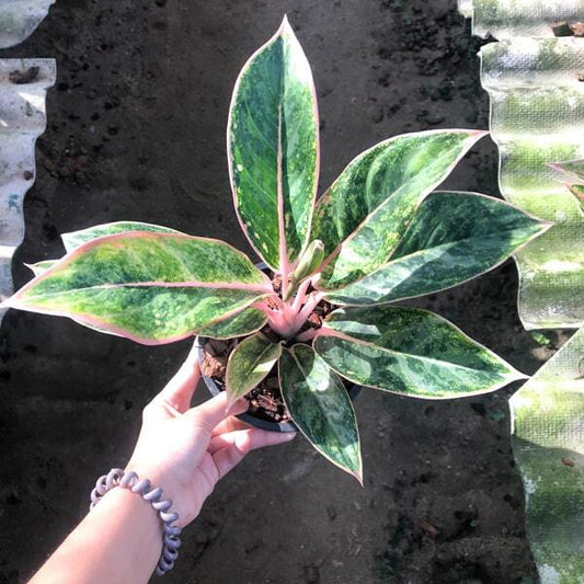 Aglaonema SEDTHEE GROBTHONG