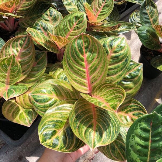 Aglaonema SIAM PERFECT