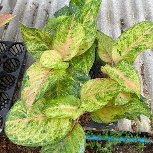Aglaonema SKY VELVET GREEN