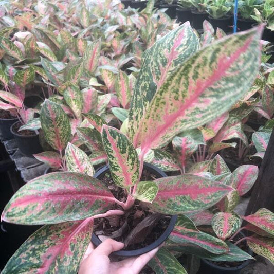 Aglaonema SOMBAT RUNG RUEANG
