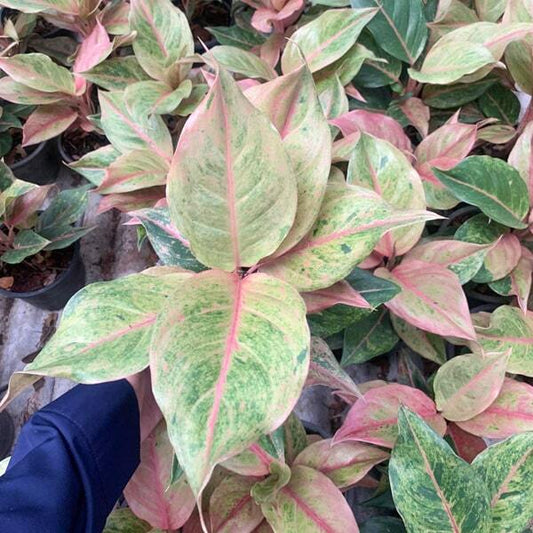 Aglaonema SRI PAYOM