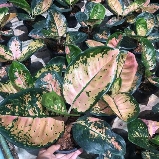 Aglaonema STARBUCKS