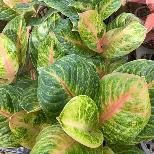 Aglaonema SAB NAREE