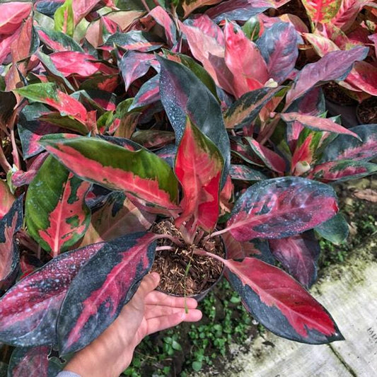 Aglaonema SUKSOM JAIPONG MUTATION