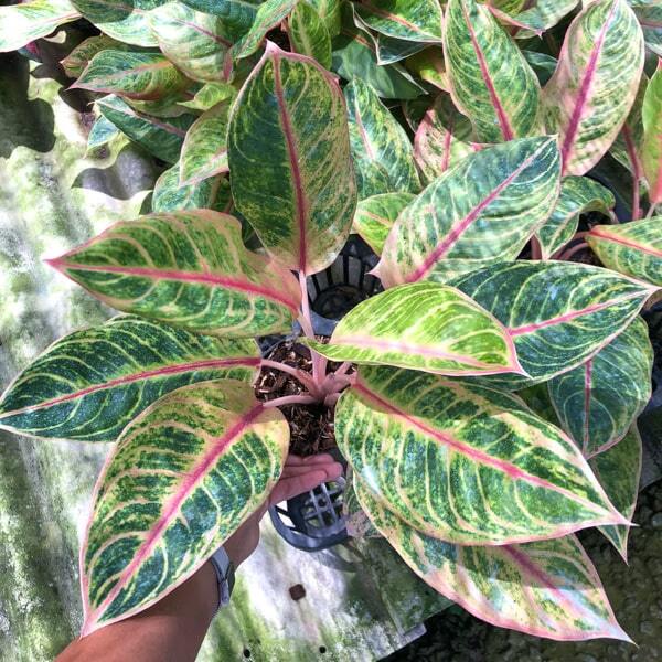 Aglaonema SUNFLOWER