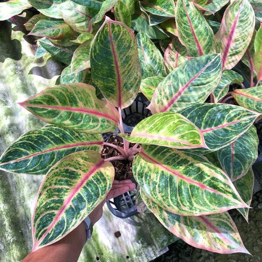 Aglaonema SUNFLOWER