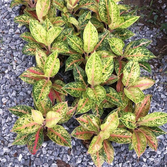 Aglaonema SWEET KARAT
