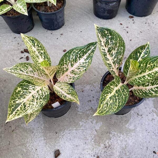 Aglaonema WHITE TIARA