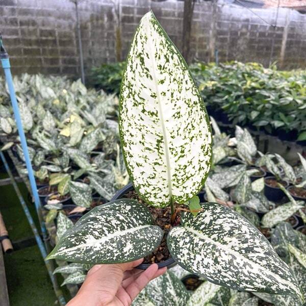Aglaonema MORADOKLOK (LONG LEAF)
