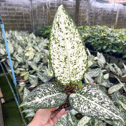 Aglaonema MORADOKLOK (LONG LEAF)