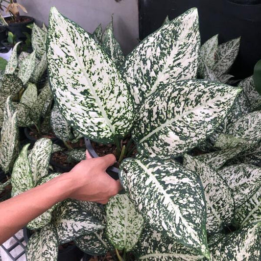 Aglaonema MORADOKLOK (ROUND LEAF)