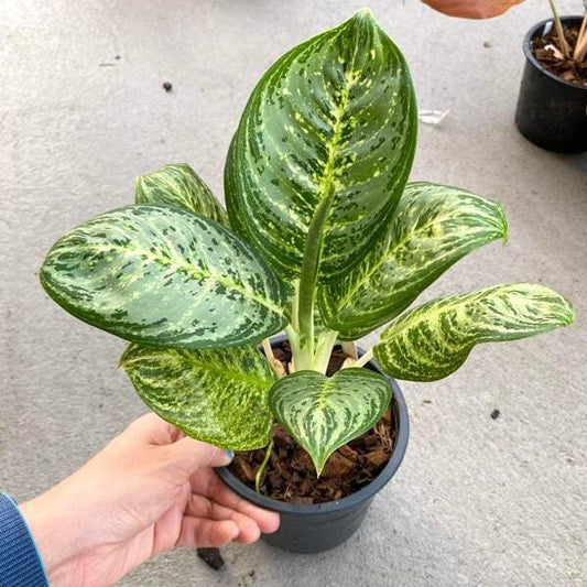 Aglaonema YOK SEDTHEE