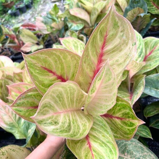 Aglaonema LOOKMAI N2