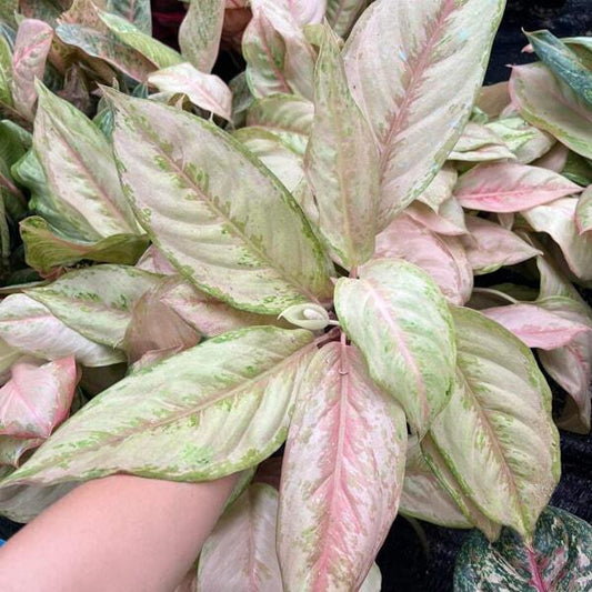Aglaonema VICTORIA